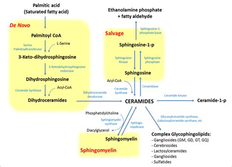 | Pathways of sphingolipid metabolism. Sphingolipids have three major ...