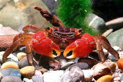 Red Mangrove Crab – Detailed Guide: Care, Diet, and Breeding - Shrimp ...