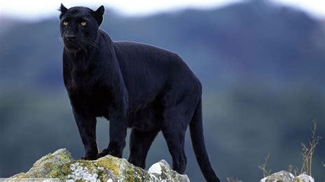 Black Panther Animal Wallpapers - Wallpaper Cave