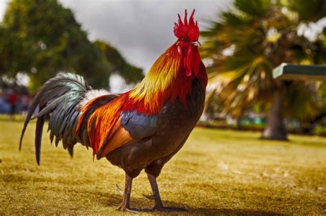 Ouviu o galo cantar mas não sabe onde - O Livre