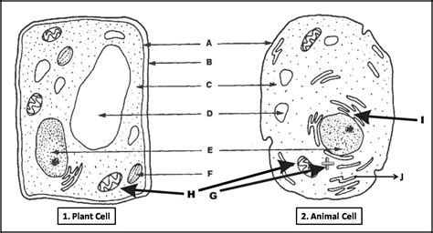 Printable Plant Cell Diagram