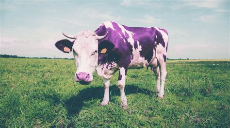 Purple Cow Poem • 1 Love Poems