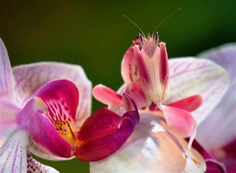 Orchid mantis, Orchids, Pink orchids