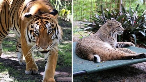 Peek Inside One of the Largest Big Cat Rescue Sanctuaries