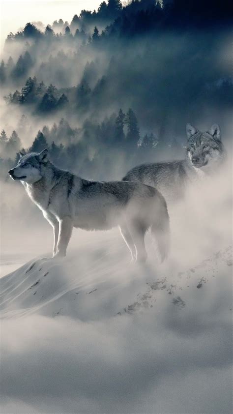 Wolf Pack Wallpapers - Top Free Wolf Pack Backgrounds - WallpaperAccess