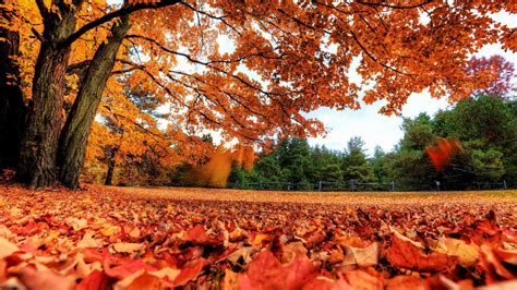 an autumn scene with leaves on the ground and trees in the background