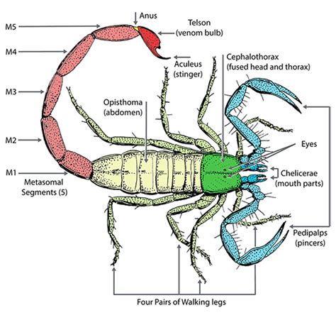 Scorpion Anatomy | Ask A Biologist