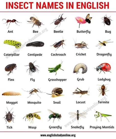 List of Insects: 25 Useful Insect Names with Pictures and Examples ...