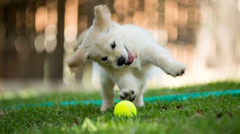 QLD cutest dogs: Puppy power list of 2019 revealed | Playing with toys ...