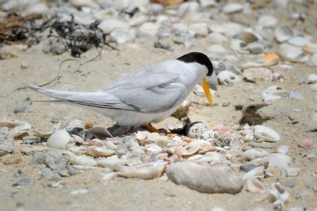 Bumper fairy tern breeding season at sanctuary