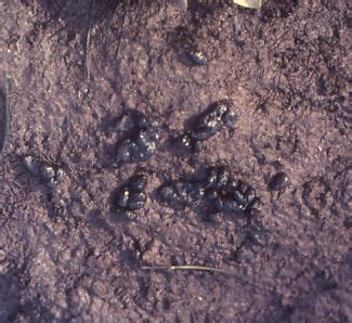 Water Vole Identification