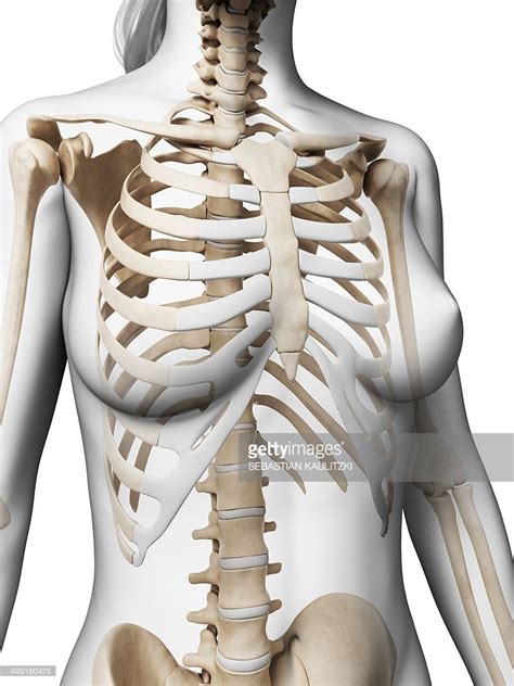 Rib Cage Anatomy Side View - Side View Of Rib Cage Stock Photos Page 1 ...