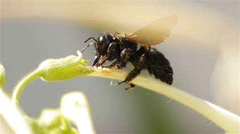 Are Black Bees Poisonous? [Everything you need to know]