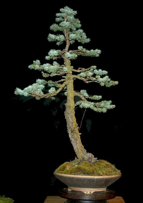 Picea glauca and Picea pungens as bonsai? | Outdoor bonsai tree, Indoor ...