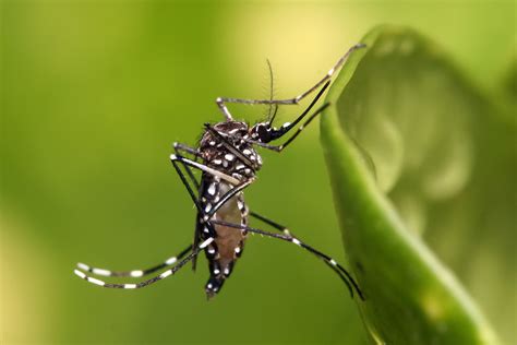 File:Aedes aegypti.jpg - Wikipedia