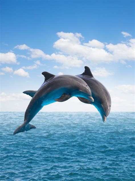 Anna Maria Island Dolphin Tours | AMI Excursions