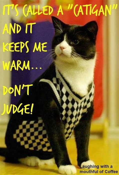 Our tuxedo cat would not like this, but it sure looks good on this one ...