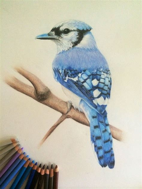 Blue jay color pencil drawing Color Pencil Drawing, Pencil Drawings ...