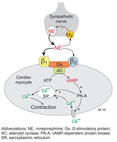 CV Pharmacology | Beta-Adrenoceptor Agonists (β-agonists)