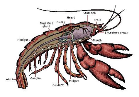 Anatomy Of A Crustacean - Anatomical Charts & Posters