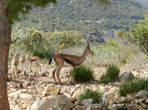 Tunisia Wildlife: National Parks & Nature Reserves of Tunisia