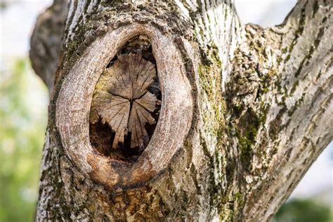 6 Simple Tips To Prevent And Remove Oak Tree Fungus - Tree Journey