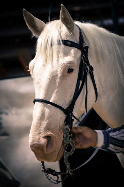 Hi-ho, Silver! About Silver the horse from the new Lone Ranger film. He ...