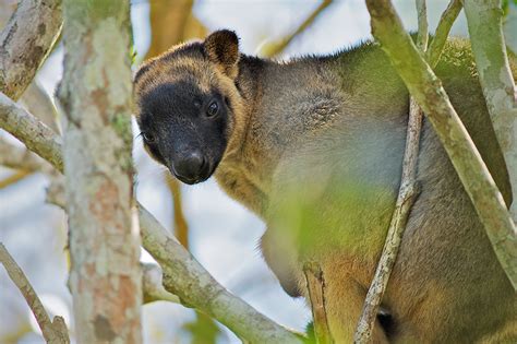 Lumholtz’s Tree Kangaroo | Sean Crane Photography