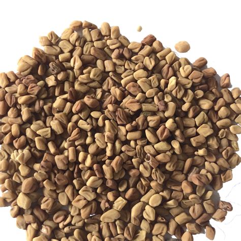 Fenugreek Seeds - 1 oz or 4 oz — Smoke Camp Crafts