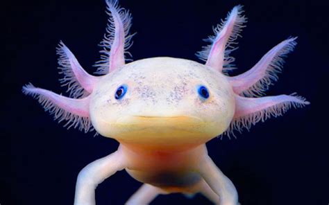 Mexican Axolotls: Characteristics, reproduction, hábitats and more.