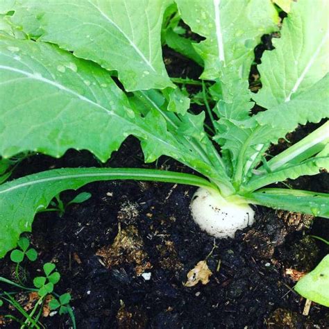 Growing Turnip Greens + How to Cook Them | Family Food Garden