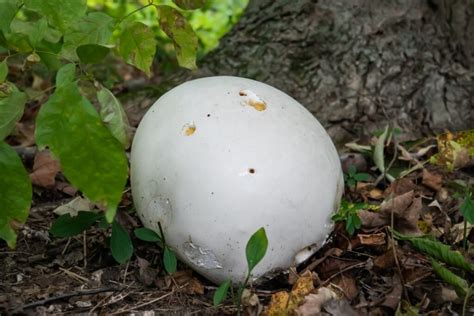 Giant Puffball Mushrooms: Identification, Foraging, and Recipes ...