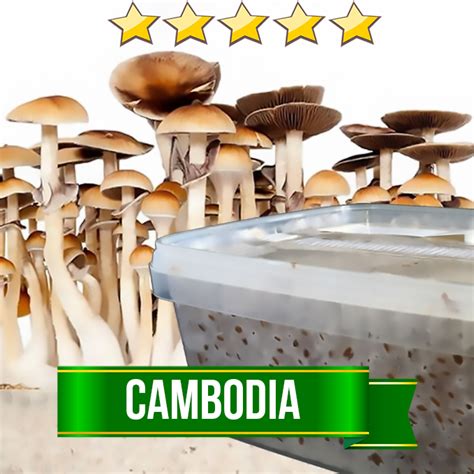 Cambodia Magic Mushroom Grow kit - 1200cc | Avalon Magic Plants