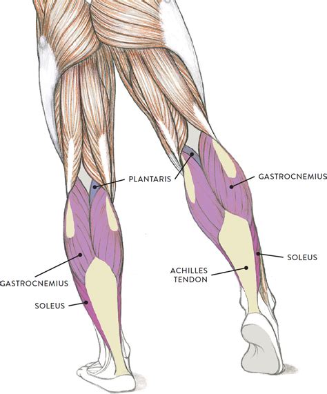 Human Leg Muscles Diagram Leg Muscles Diagram Leg Muscles Anatomy ...