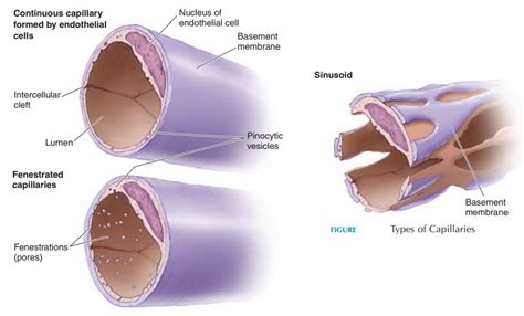 Capillaries - Structure And Function of Blood Vessels