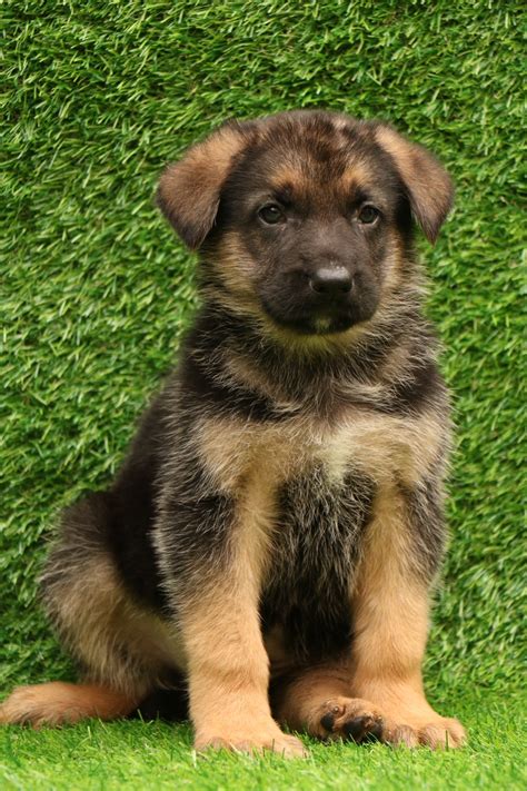 Buy German Shepherd Puppy for Sale in Delhi - Dav Pet Lovers