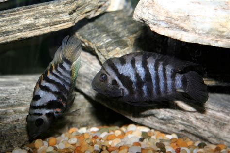 Convict Cichlid Breeding Setup and Requirements - PetHelpful