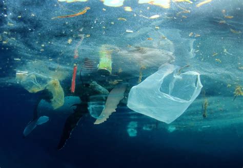 A Plastic Ocean Foundation | Hong Kong