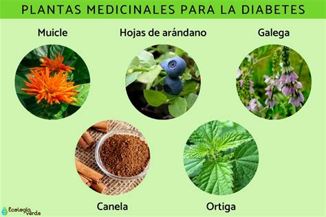 sekély mutatóujj lézer beneficios de las plantas para el ser humano ...