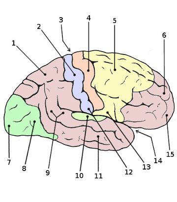 Free Anatomy Quiz - Anatomy of the Brain, Quiz 2 - The Cerebral Cortex