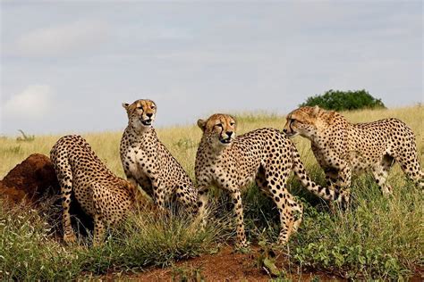 Cheetah Reintroduction in India: A Detailed Explanation