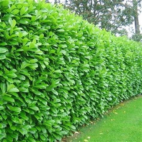 australian laurel hedge – laurel tree – TURJN