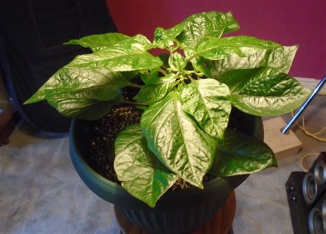 Habanero pepper plant, getting pretty big, about 8 weeks old. Aug 23 ...