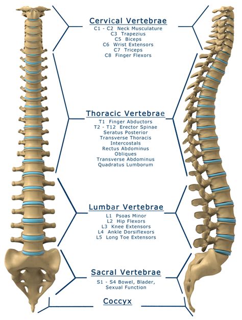 The spinal cord | Anatomy of the spinal cord | Physiology of the spinal ...