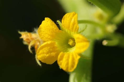 Cucumber Plant Flowering Too Early? Here’s What You Can Do About It!