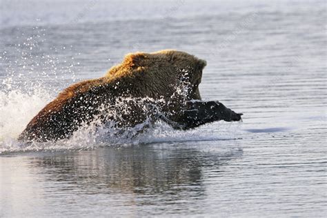 Brown bear hunting - Stock Image - Z927/0231 - Science Photo Library