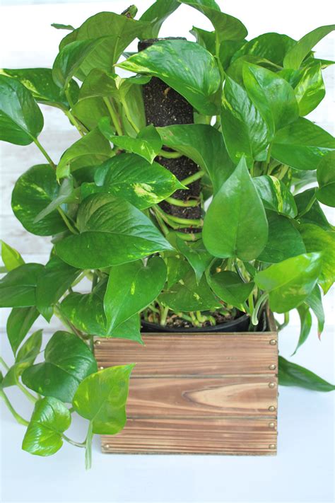 10 Low-Light Indoor Plants the Can Thrive in Your Home and Office ...