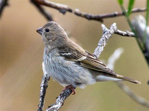 Common Rosefinch - eBird