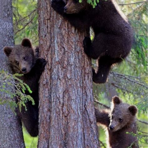 Finland’s forest where a teacher took photos of baby bears dancing ...