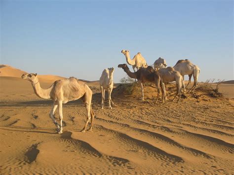 Camels In The Sahara Desert wallpaper | 1280x960 | #12005